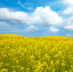 Image showing flower of oil rape in field with blue sky and clouds