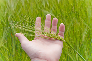 Image showing green wheat in hand