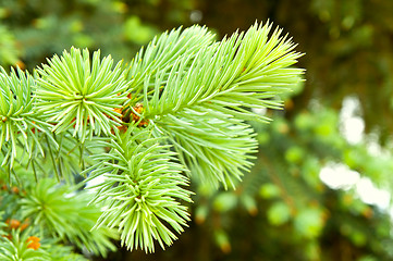 Image showing close-up of pine branches