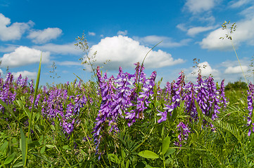 Image showing colorful wild flowers under good sky