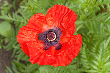 Image showing red flower of poppy in spring