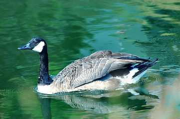 Image showing Goose