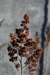 Image showing Dead flower