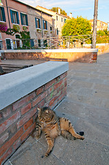 Image showing Venice Italy cat on the street