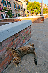 Image showing Venice Italy cat on the street