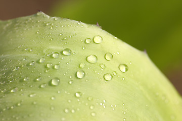 Image showing water drops