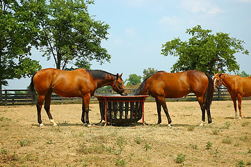 Image showing Horses