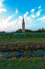 Image showing Venice Burano Mazorbo vineyard