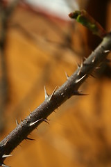 Image showing Thorns