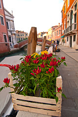 Image showing Venice Italy red chili pepper plant 