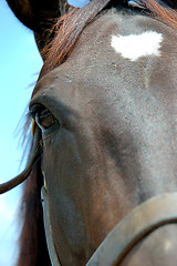 Image showing Horse