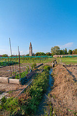 Image showing Venice Burano Mazorbo vineyard