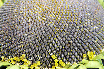 Image showing ripe sunflower close-up