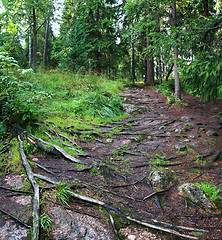 Image showing path with roots of trees in forest