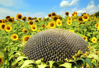 Image showing ripe sunflower and sunflowers field