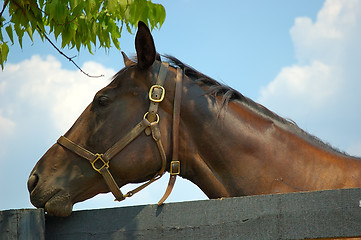 Image showing Horse