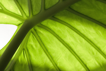 Image showing green leaf