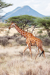 Image showing Reticulated Giraffe walking in the Savannah