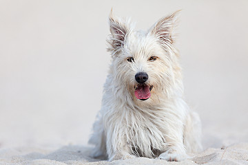 Image showing White dog on the beach