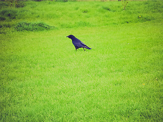 Image showing Retro look Black crow