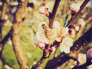 Image showing Retro look Bee fetching nectar from flower