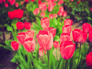 Image showing Retro look Tulips picture