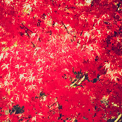 Image showing Retro look Maple leaves