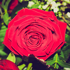 Image showing Retro look Rose picture