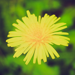 Image showing Retro look Dandelion