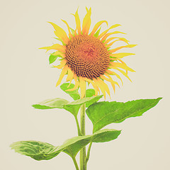 Image showing Retro look Sunflower flower