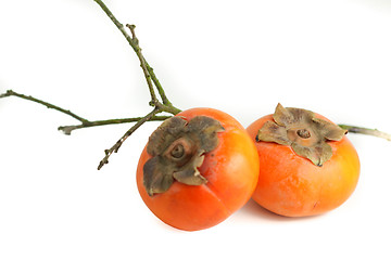 Image showing Persimmon