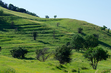 Image showing Green Sunny Day