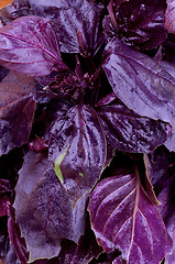 Image showing Basil Leaves