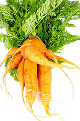 Image showing Big Carrot