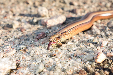 Image showing Slow worm portrait