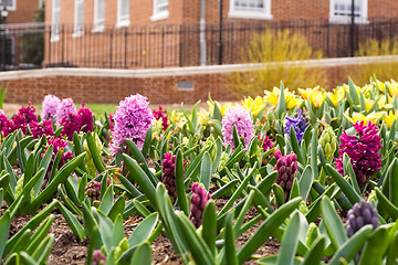 Image showing Spring Flowers