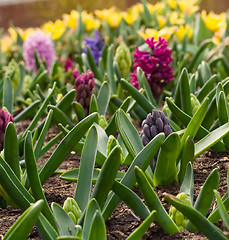 Image showing Spring Flowers