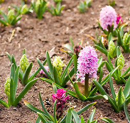 Image showing Spring Flowers