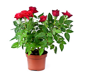 Image showing red roses with water drops in a pot