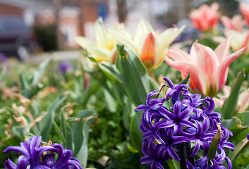 Image showing Spring Flowers