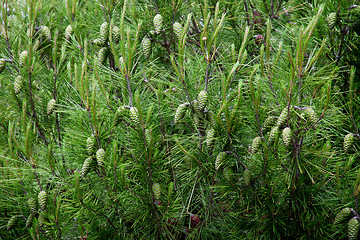 Image showing pine cones and branches