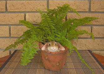 Image showing Fern in a pot 