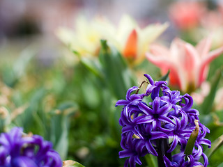 Image showing Spring Flowers