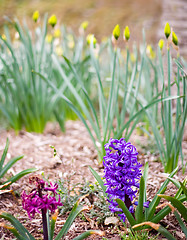 Image showing Spring Flowers