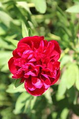 Image showing peony red and beautiful