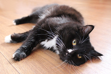 Image showing black cat lying on the floor