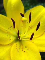 Image showing lily with stamens full of pollen