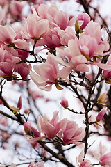 Image showing Japanese Magnolia