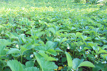 Image showing bed with flowers of strawberry