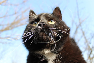 Image showing black cat with white tie